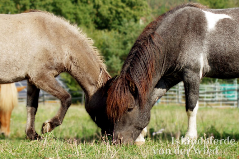 Bláfeldur vom Albingerhof