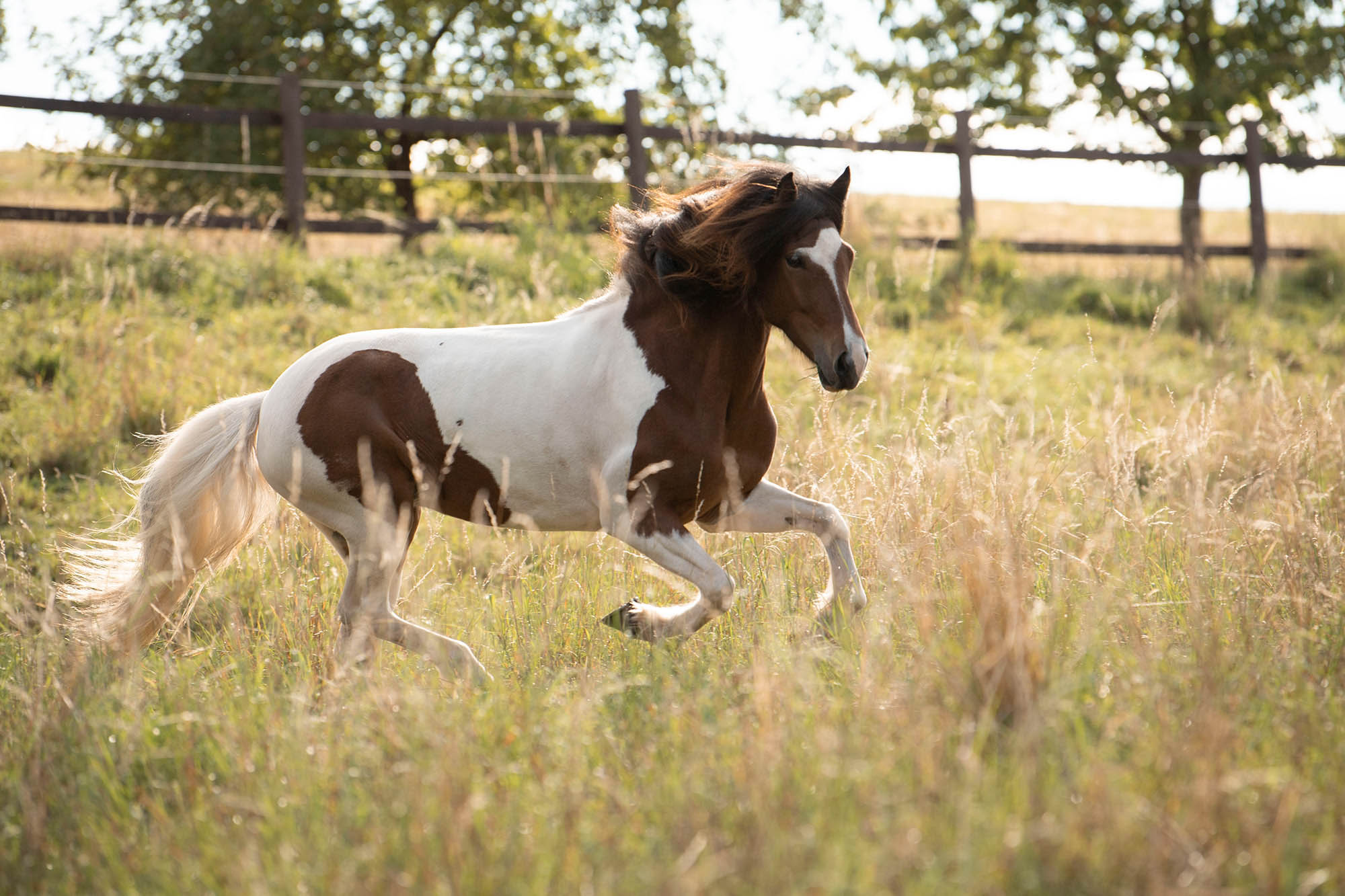 Pferdeführerschein Kurs