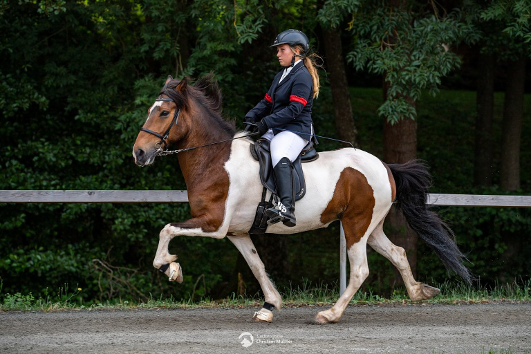 Islandpferd geritten Tölt
