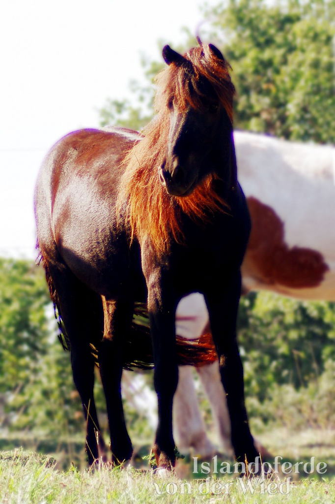 Eidfaxi von der Wied