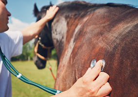Erste Hilfe am Pferd - AI generiert