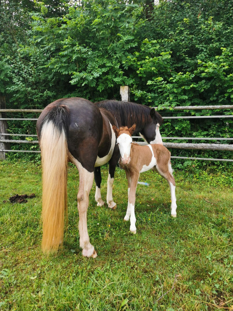 Frómas von der Wied