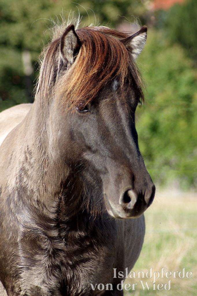 Gandálfur von der Wied