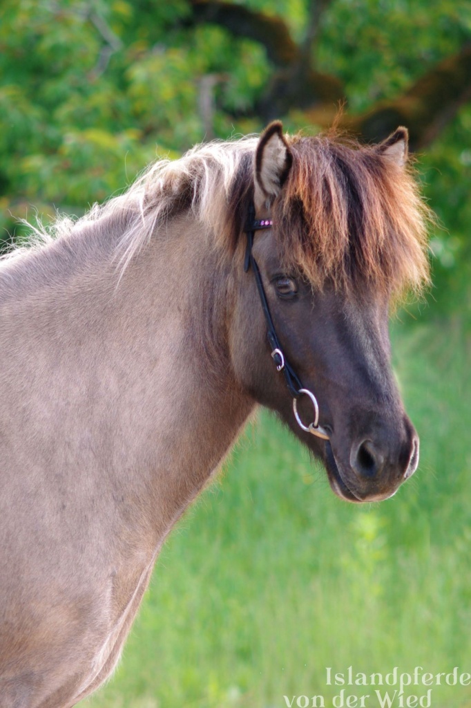 Gandalfur von der Wied Portrait