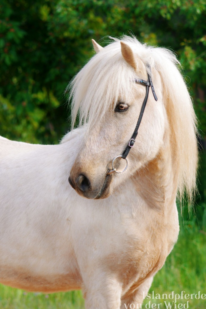 Snúlli von der Wied