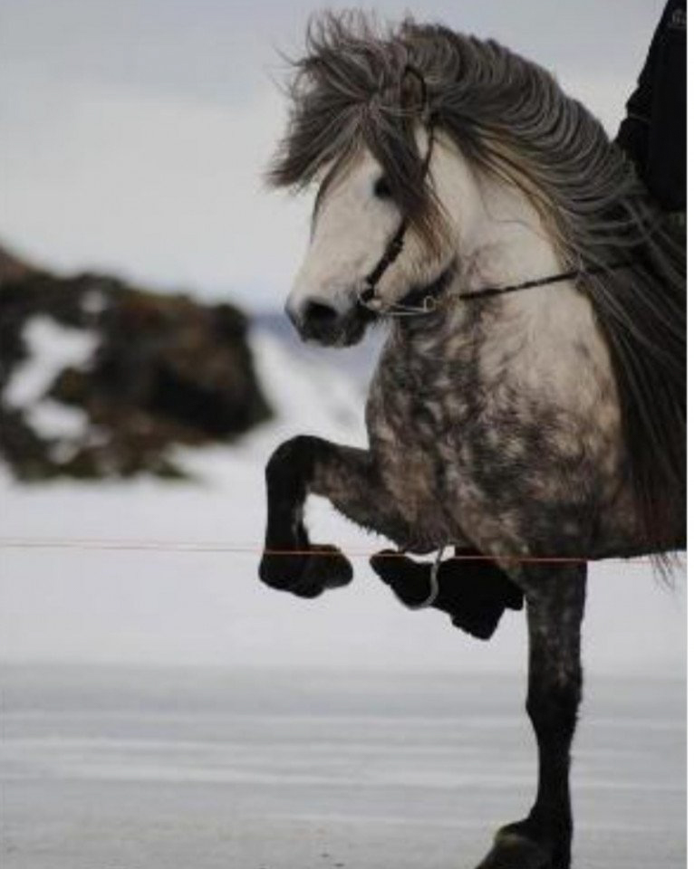 Hengst Vafi frá Ysta-Mó